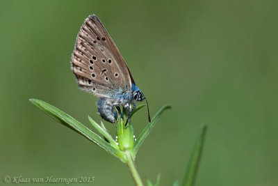 Gentiaanblauwtje - Alcon Blue - Maculinea alcon