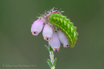 Groentje - Green Hairstreak - Callophrys rubi