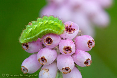 Groentje - Green Hairstreak - Callophrys rubi