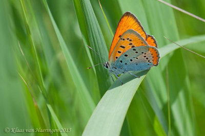 Grote vuurvlinder - Large Copper Butterfly - Lycaena dispar batava