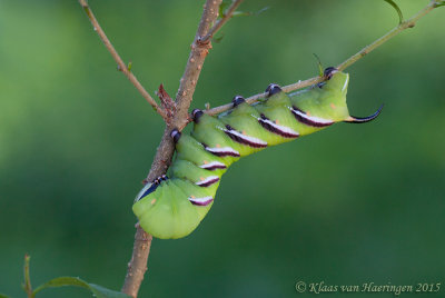 Ligusterpijlstaart - Privet Hawk-moth - Sphinx ligustri