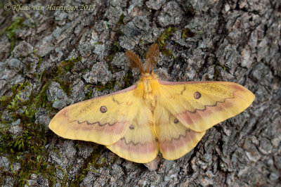 Herfstnachtpauwoog - Autumn Emperor Moth - Perisomena caecigena