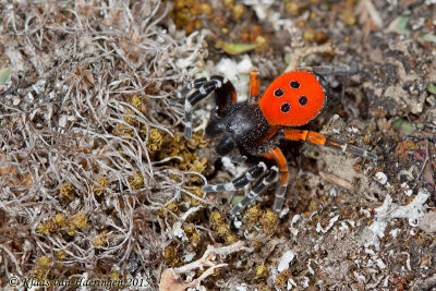Herfstvuurspin - Ladybird Spider - Eresus cinnaberinus