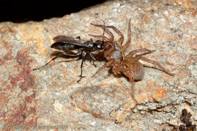Spinnendoder - Spiderwasp - Pompilidae spec.