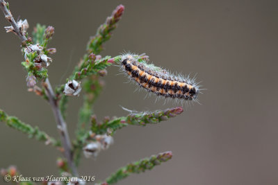 Bruine metaalvlinder - Blackthorn Aurora Moth - Rhagades pruni