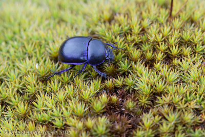 Voorjaarsmestkever / Spring Dung Beetle