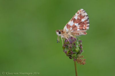 Kalkgraslanddikkopje - Red Underwing Skipper - Spialia sertorius
