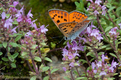 Violette vuurvlinder - Purple-shot Copper - Lycaena alciphron	