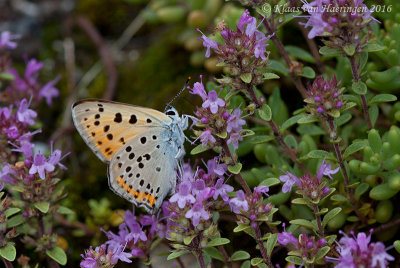 Violette vuurvlinder - Purple-shot Copper - Lycaena alciphron	