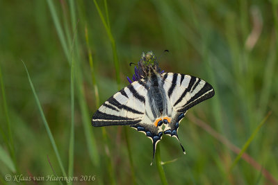 Koningspage - Scarce Swallowtail - Iphiclides podalirius	
