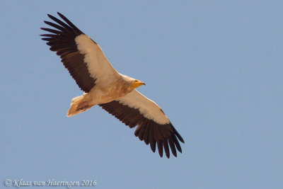 Aasgier - Egyptian Vulture - Neophron percnopterus