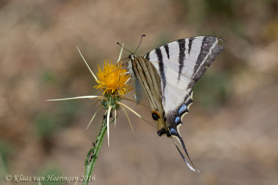 Koningspage - Scarce Swallowtail - Iphiclides podalirius persica