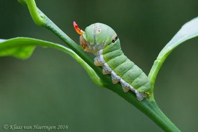 Limoenvlinder - Lime Swallowtail - Papilio demoleus