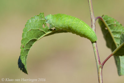 Koningspage - Scarce Swallowtail - Iphiclides podalirius persica