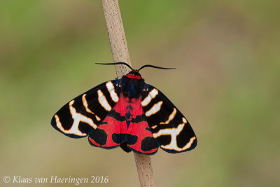 Engelse beer / Banded Tiger