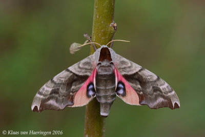 Noordse Pauwoogpijlstaart / Northern Eyed Hawkmoth