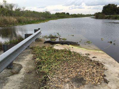 First alligator I would see, and the largest