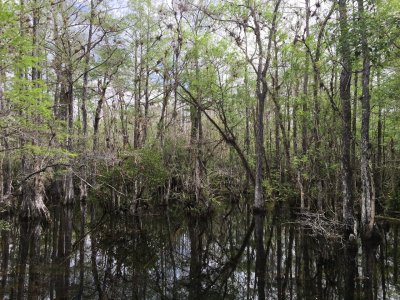 Florida Route 94 Big Cypress Loop Road