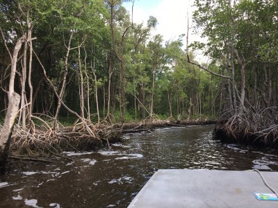 Airboat ride at Everglades City - Overrated