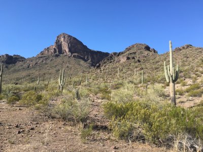 Picacho Peak Arizona - Many saguaros around