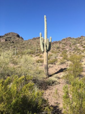 Tucson Arizona area Saguaro