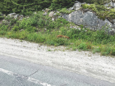 day20--5skagway-bear