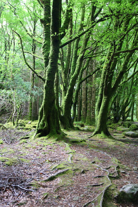 Killarney National Park