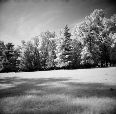 IR-REAL  - Infrared photos in the park of Ville Reale di Monza. 