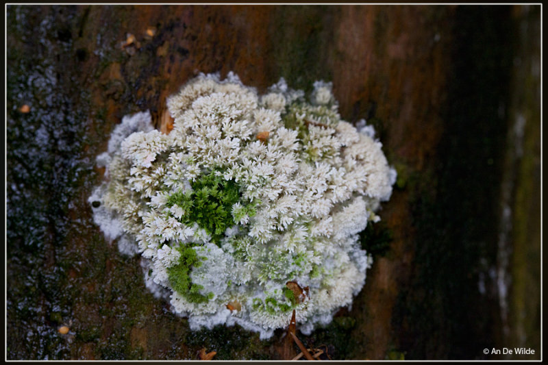 Kammetjesstekelzwam - Hericium coralloides