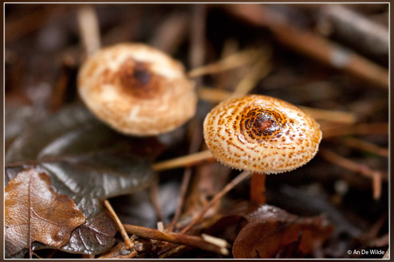 Kastanjeparasolzwam - Lepiota castanea