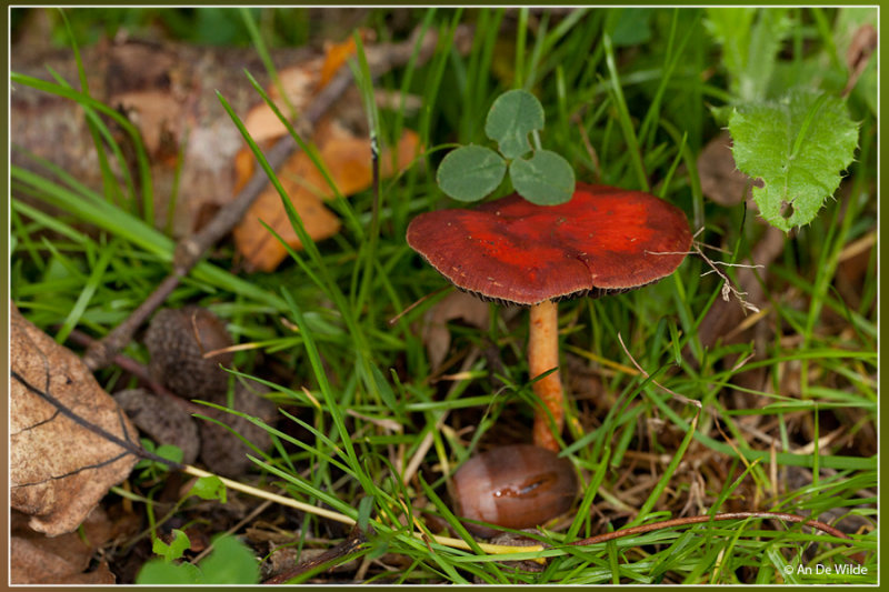 Oranjerode stropharia - Psilocybe aurantiaca