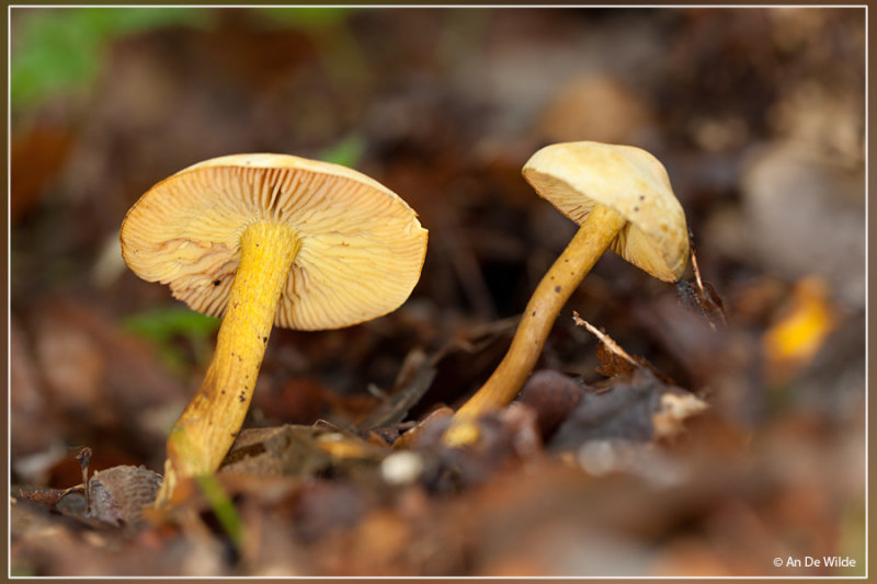 Narcisridderzwam - Tricholoma sulphureum