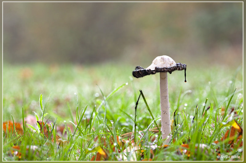 Geschubde inktzwam - Coprinus comatus