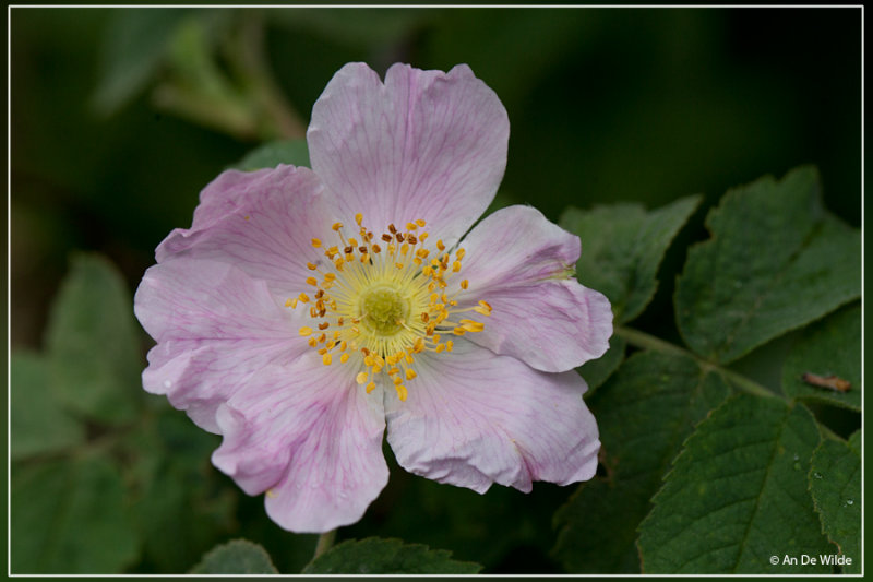 Hondsroos - Rosa canina 