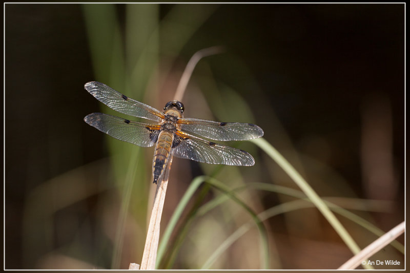 Viervlek - Libellula quadrimaculata