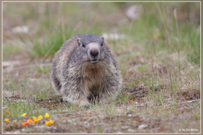 Alpenmarmot