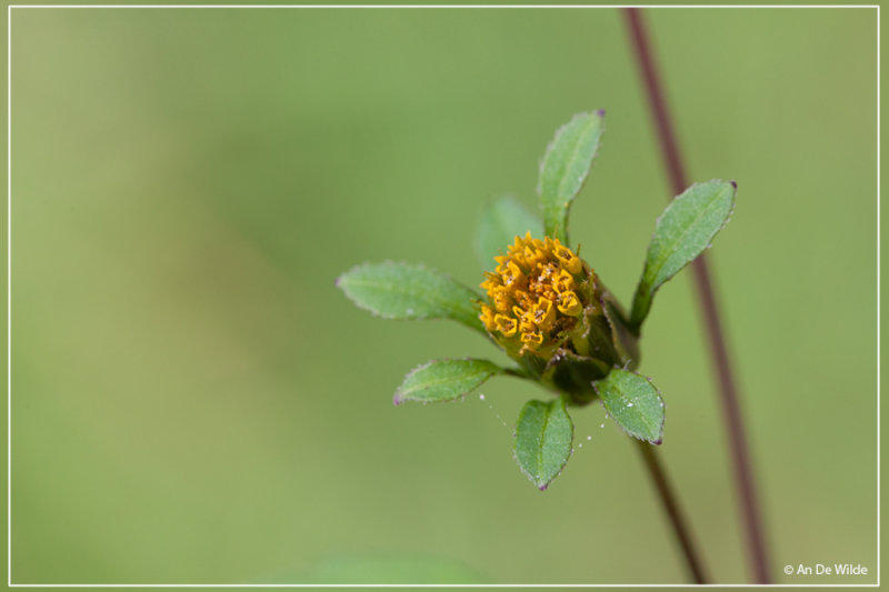 Tandzaad spec - Bidens spec.