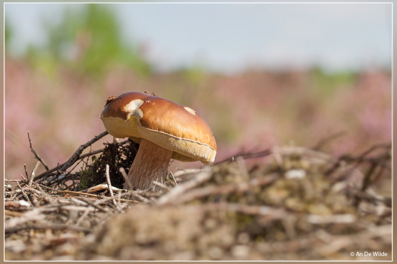 Bronskleurig Eekhoorntjesbrood - Boletus aereus