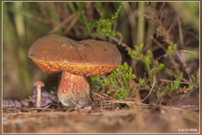 Roodsteelfluweelboleet (s.l.) - Boletus chrysenteron 