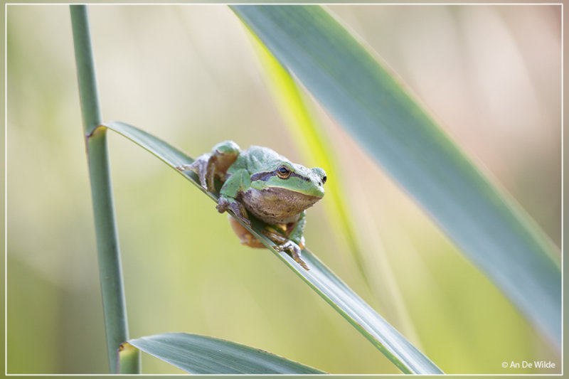 Boomkikker - Hyla arborea