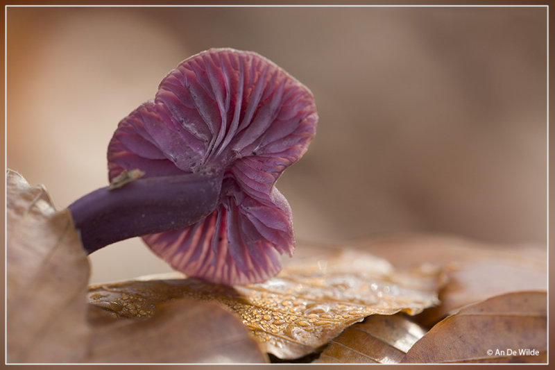 Amethistzwam - Laccaria amethystina
