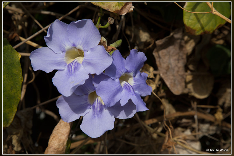 Bengaalse trompet - Thunbergia grandiflora 