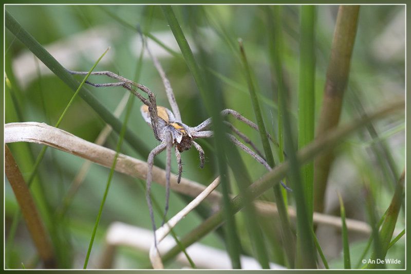 Kraamwebspin - Pisaura mirabilis