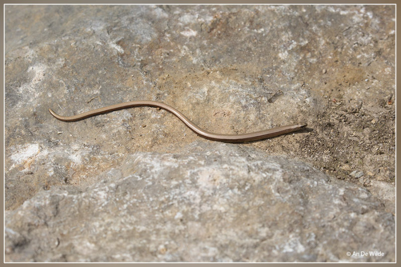 Hazelworm - Anguis fragilis