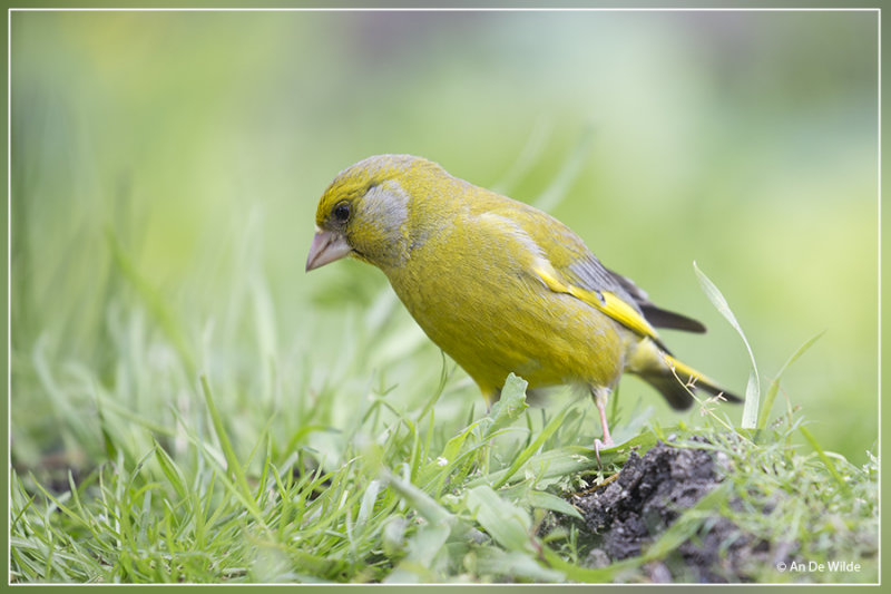 Groenling - Chloris chloris
