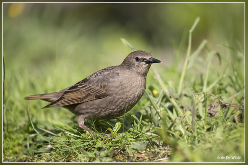 Spreeuw - Sturnus vulgaris