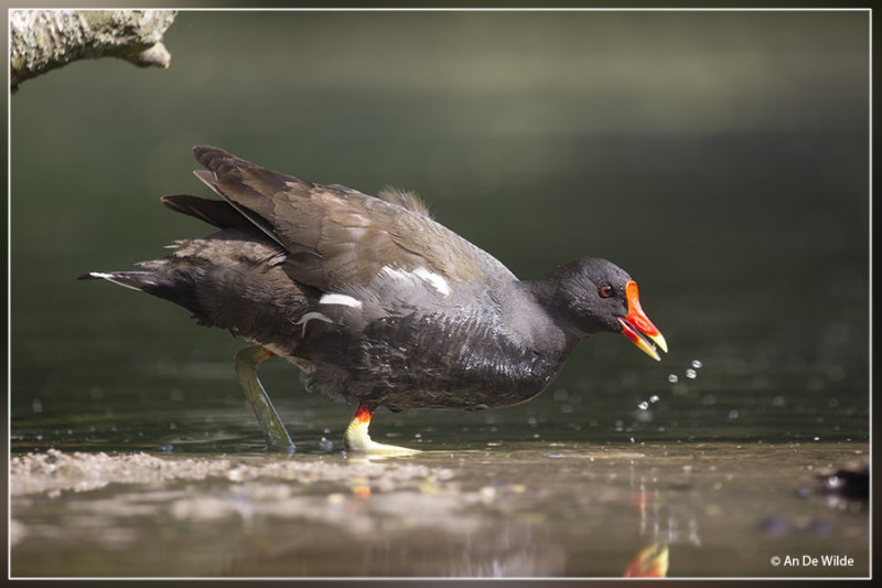 Waterhoen - Gallinula chloropus 