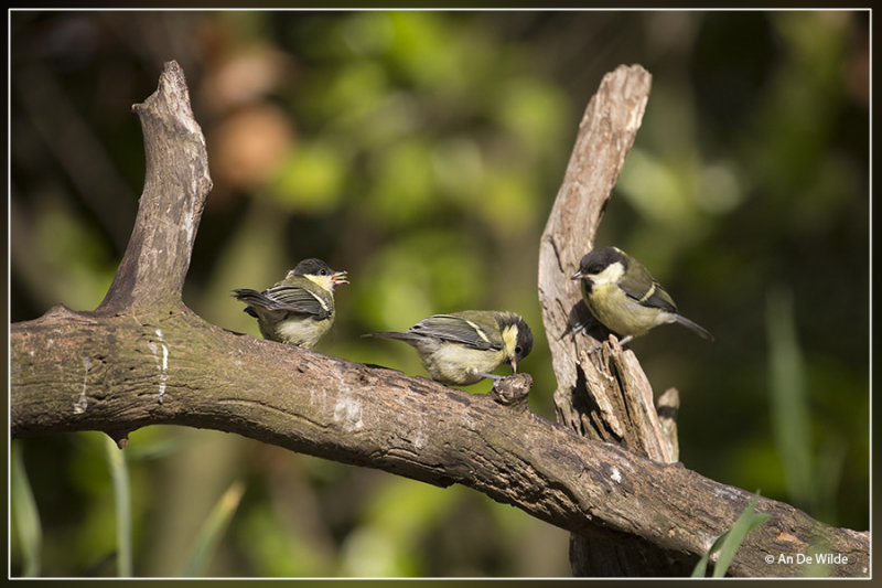 Koolmees - Parus major