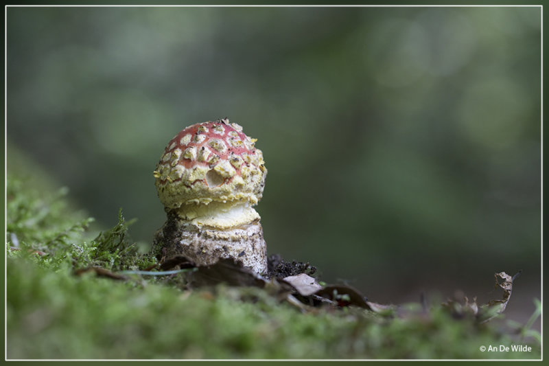 Vliegenzwam - Amanita muscaria