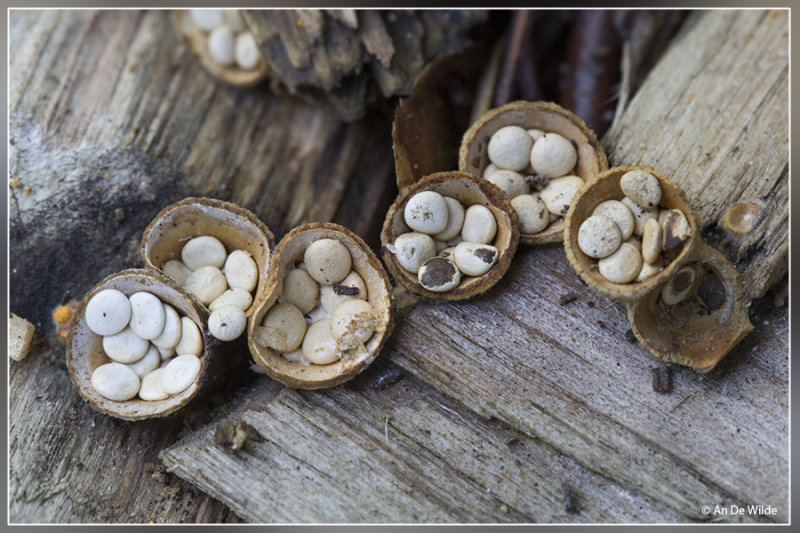 Geel nestzwammetje - Crucibulum crucibuliforme